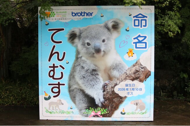 ブラザー、東山動植物園で開催されたコアラの⾚ちゃんの命名式に協力