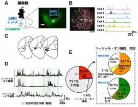 研究の概要(画像:神戸大学の発表資料より) 研究の概要(画像:神戸大学の発表資料より)